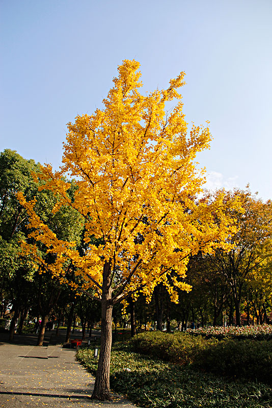 各种树木的名称及寓意 - 问答百科
