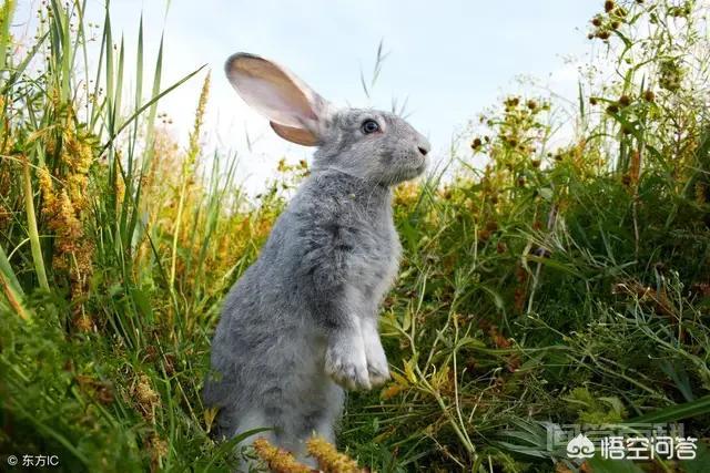 从科学的角度分析兔子为何不吃窝边草？-图片1