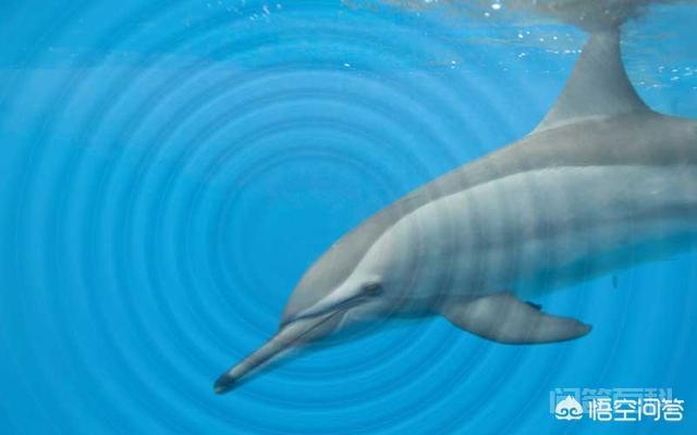 声波在水中传播比空气中快,为什么在水下交谈声音反而比在空气中传播