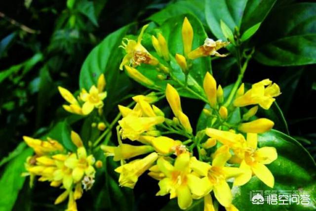 中文学名:大茶药(钩吻),别名:断肠草.用于喂猪有什么作用,能防瘟疫吗?