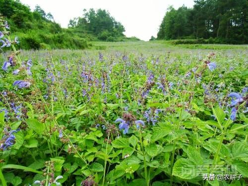 中药材农民合作社和药厂合作，最大的问题是什么？-图片2