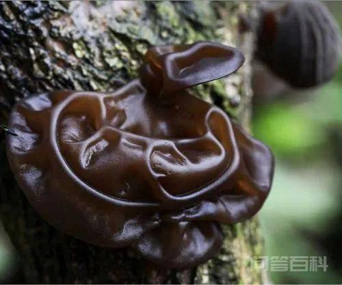 警惕女子吃了黑木耳后中毒躺进icu抢救无效身亡