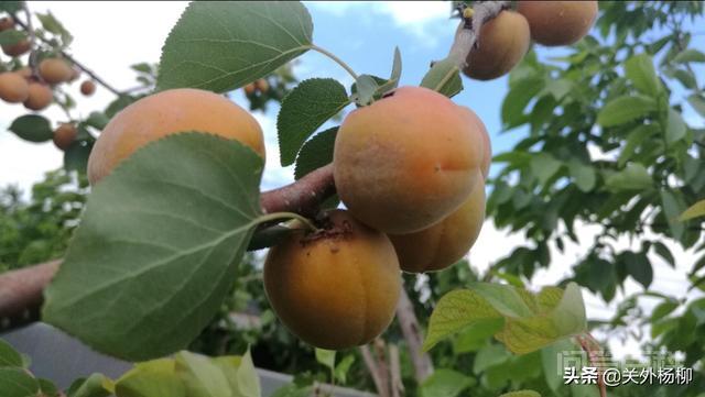 中国旅游为何捆绑购物?一手好牌打得稀烂?-图片2