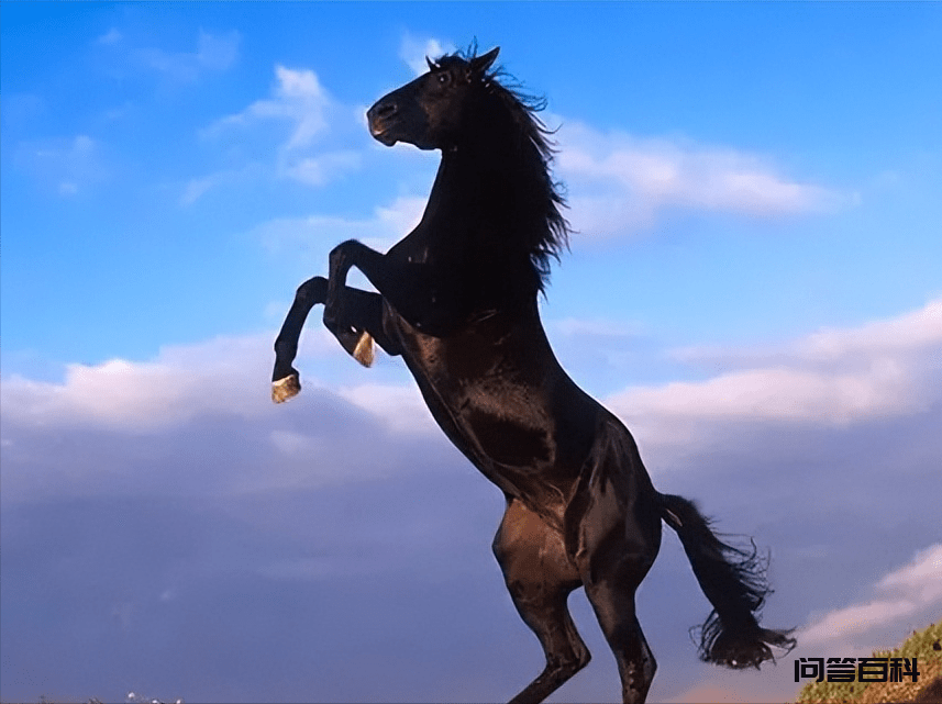 中国古代的马能跑多快汗血宝马真能日行千里夜行八百
