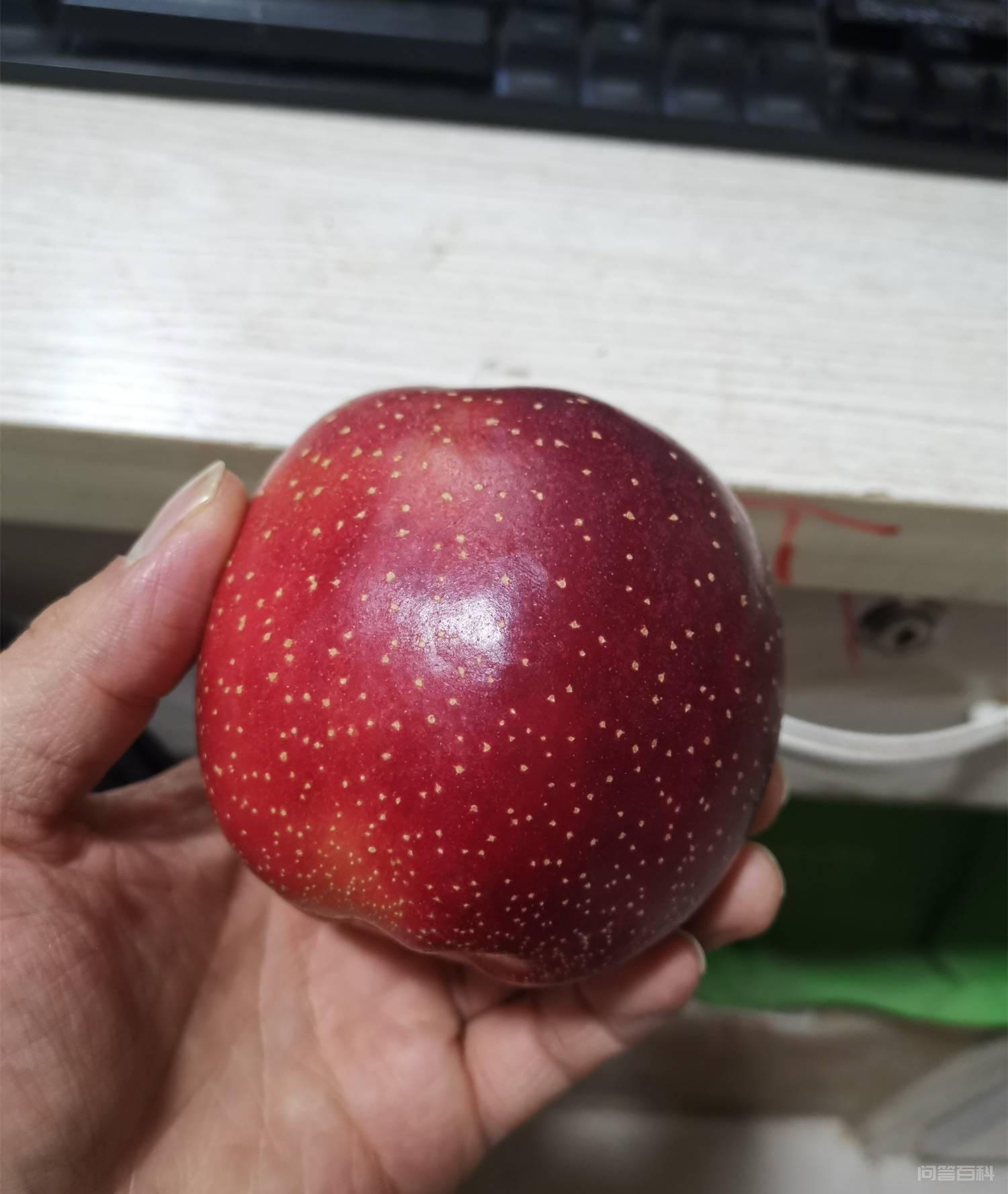 1年生青砧一号砧木爱妃苹果苗价格 爱妃苹果树低产树的修剪手法插图