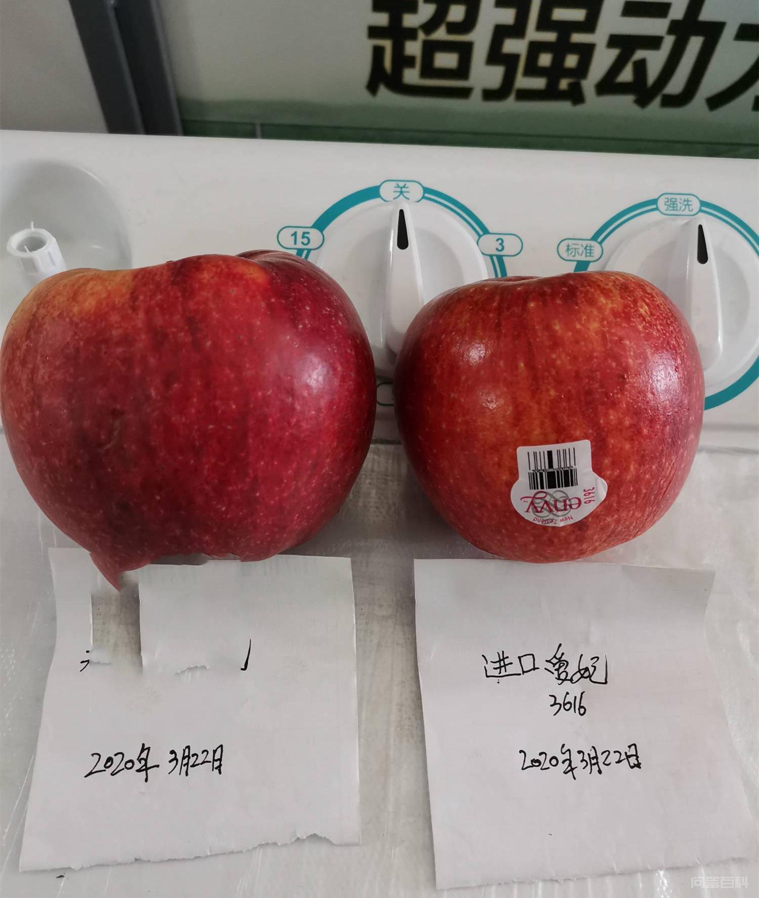 1年生青砧一号砧木爱妃苹果苗价格 爱妃苹果树低产树的修剪手法插图4