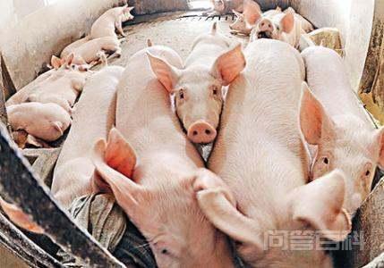 软性大宗商品价格普遍上涨，上涨之后有什么后果？插图