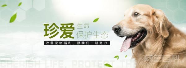 宠物猫寄养多少钱一天？