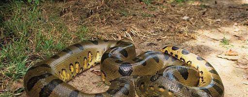 十大灭绝恐怖动物名单,所幸都已经成为化石(附2022年最新排名前十名单)