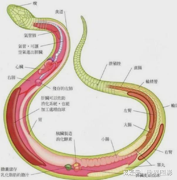 蟒蛇吞人_蟒蛇吞人纪录片_同学们参加团体操表演,8人一队少1人