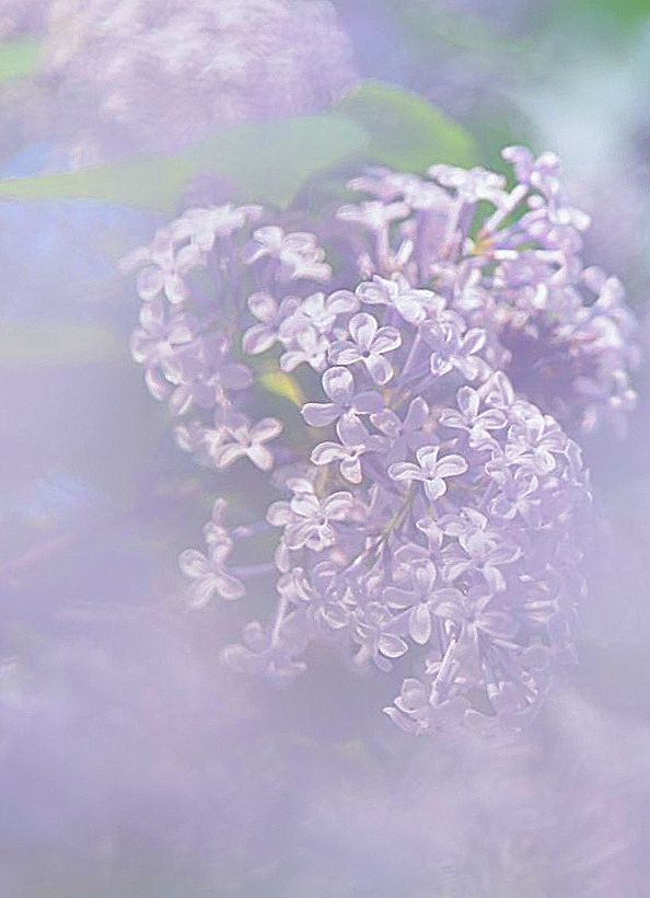 花生炒丁香_丁香花背后的故事_爱的故事上集背后故事