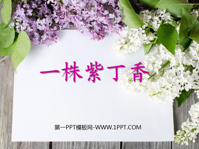 丁香花背后的故事_花生炒丁香_爱的故事上集背后故事