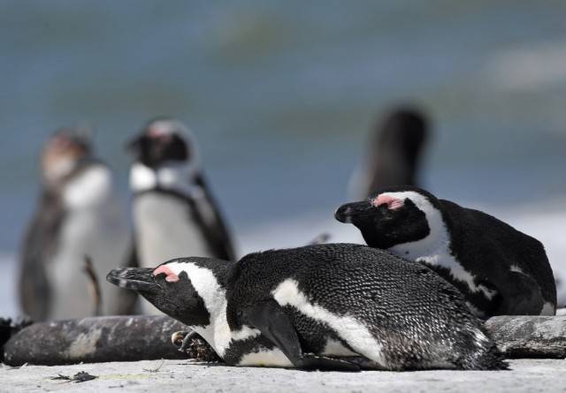 南非企鹅喜获新居