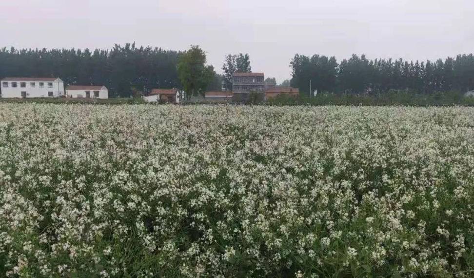 萝卜是怎么成为国民蔬菜的？