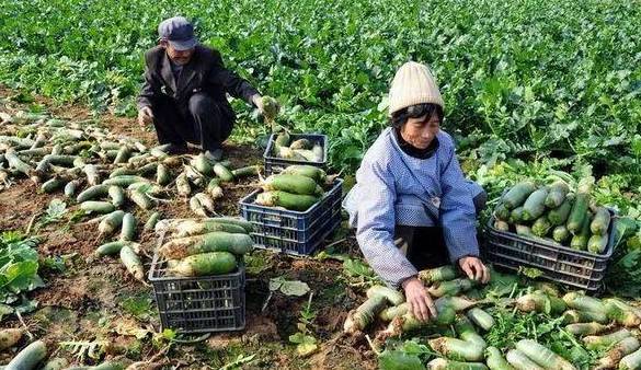 萝卜是怎么成为国民蔬菜的？
