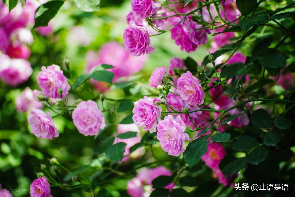 春泥护花，万物复苏——春来花自开