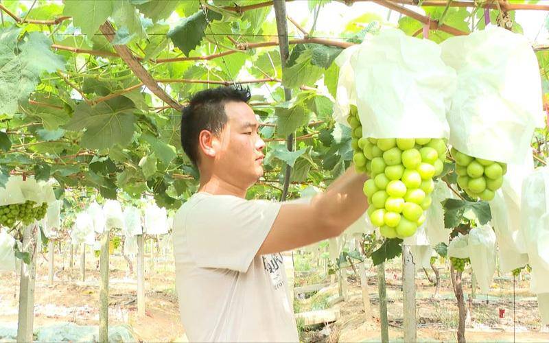 湖北浠水：培育新青年 振兴新农村