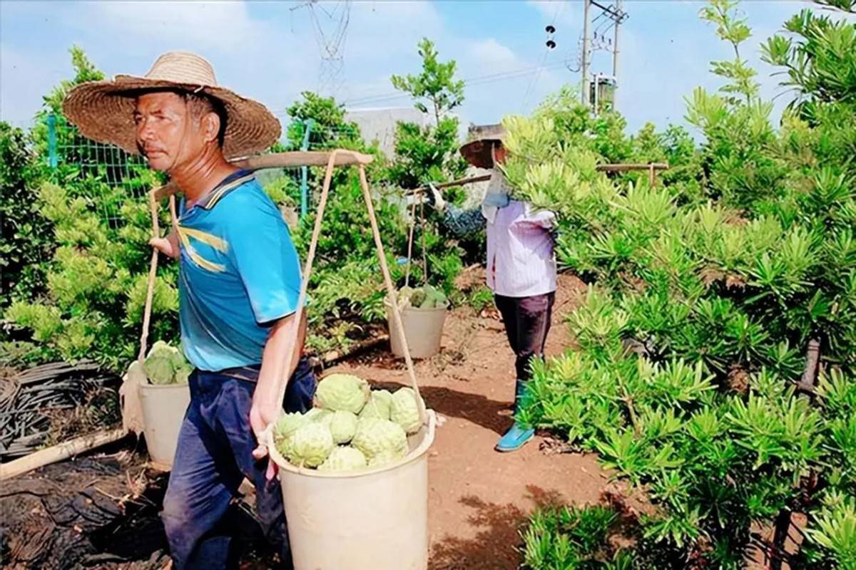水果滞销堆积成山！台湾释迦卖不动，为何没人加工成水果罐头？