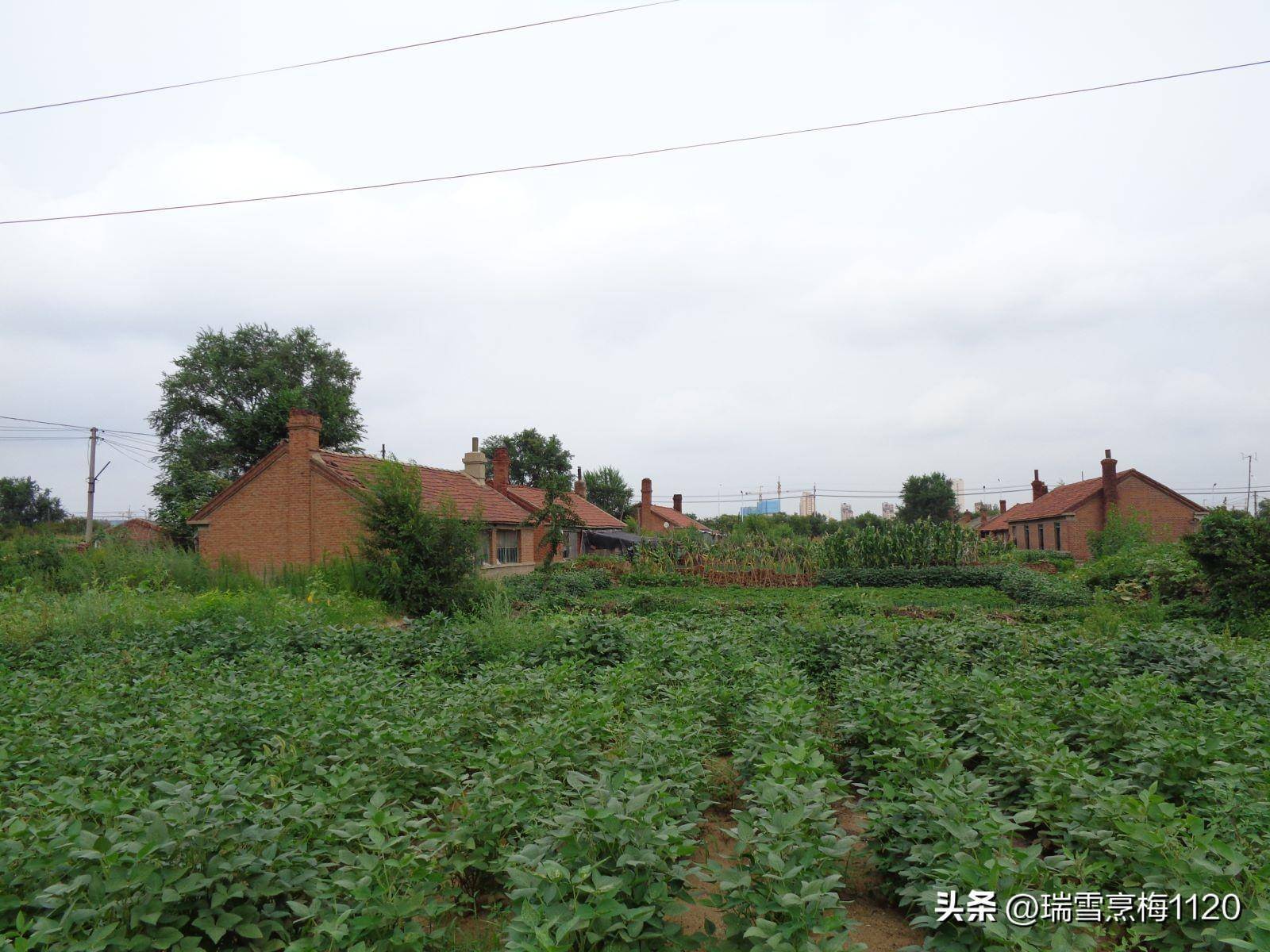 地名档案 | 铁西区大青中朝友谊街道小挨金村