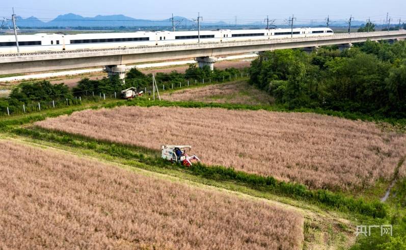 安徽庐江：油菜机收忙