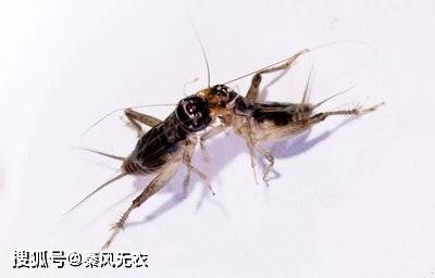 斗蟋蟀……