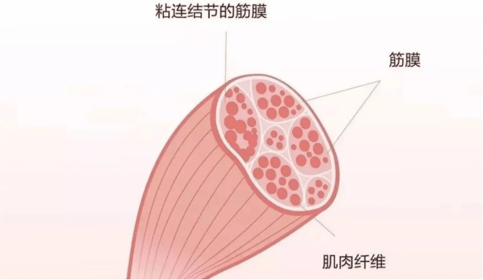 什么牌子的筋膜枪好用？五款特色好用产品，盘点推荐