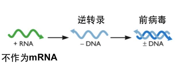 逆转录病毒 什么是逆转录