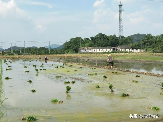 养猪500头利润是多少钱 一亩水稻的利润大概多少？如何计算