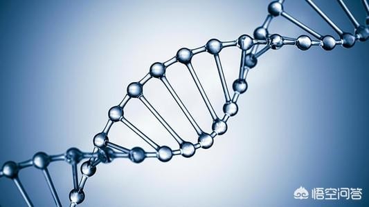 简述转录的基本过程和特点 DNA转录过程是怎样的