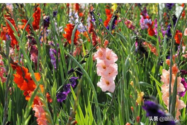 教师节送什么鲜花好看 教师节备什么花 