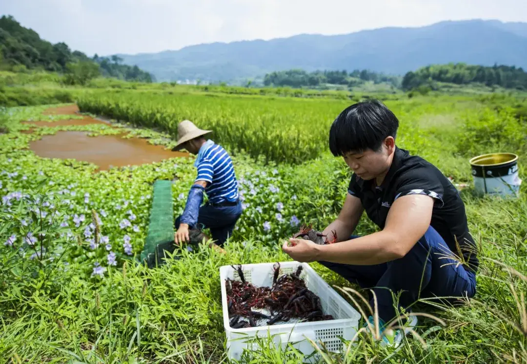 黄山_黄山旅游攻略_黄山黄山的诗句