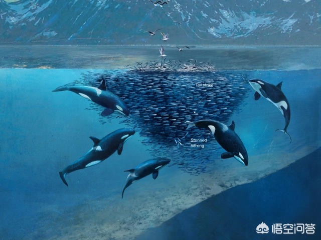 大海里最聪明的动物是什么 海洋馆潜水员溺亡