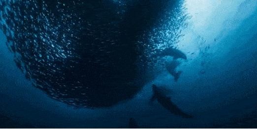 大海里最聪明的动物是什么 海洋馆潜水员溺亡