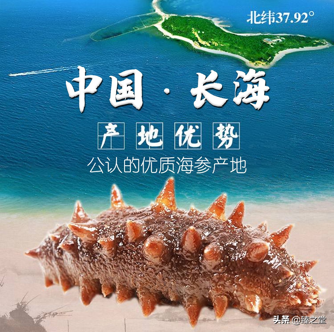 海参的营养价值和功效 海参