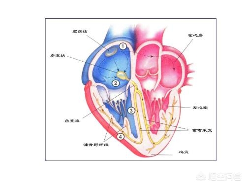 心血管疾病主要危险因素 心血管疾病有哪些病因