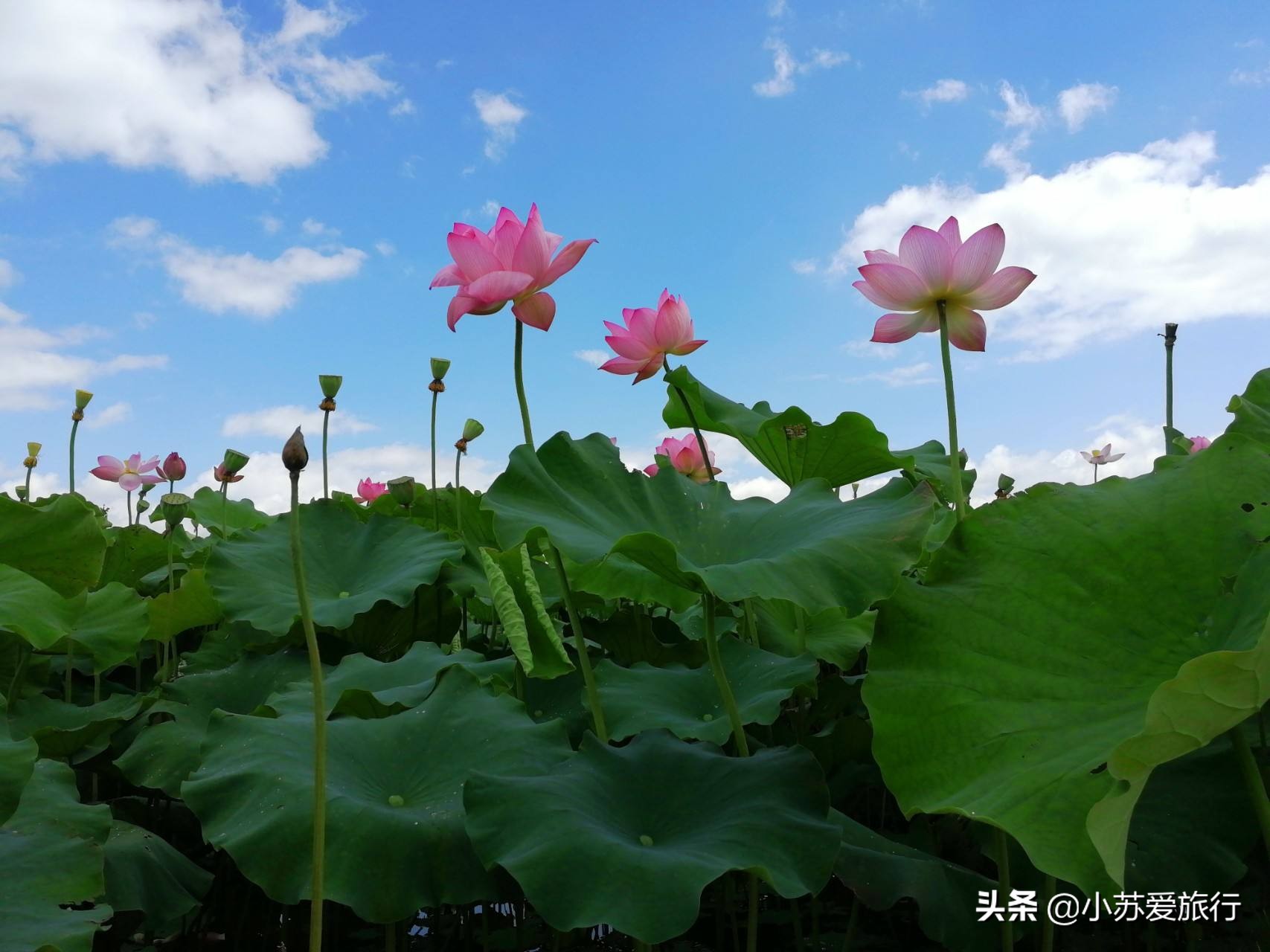 普者黑旅游攻略必去景点 普者黑旅游攻略