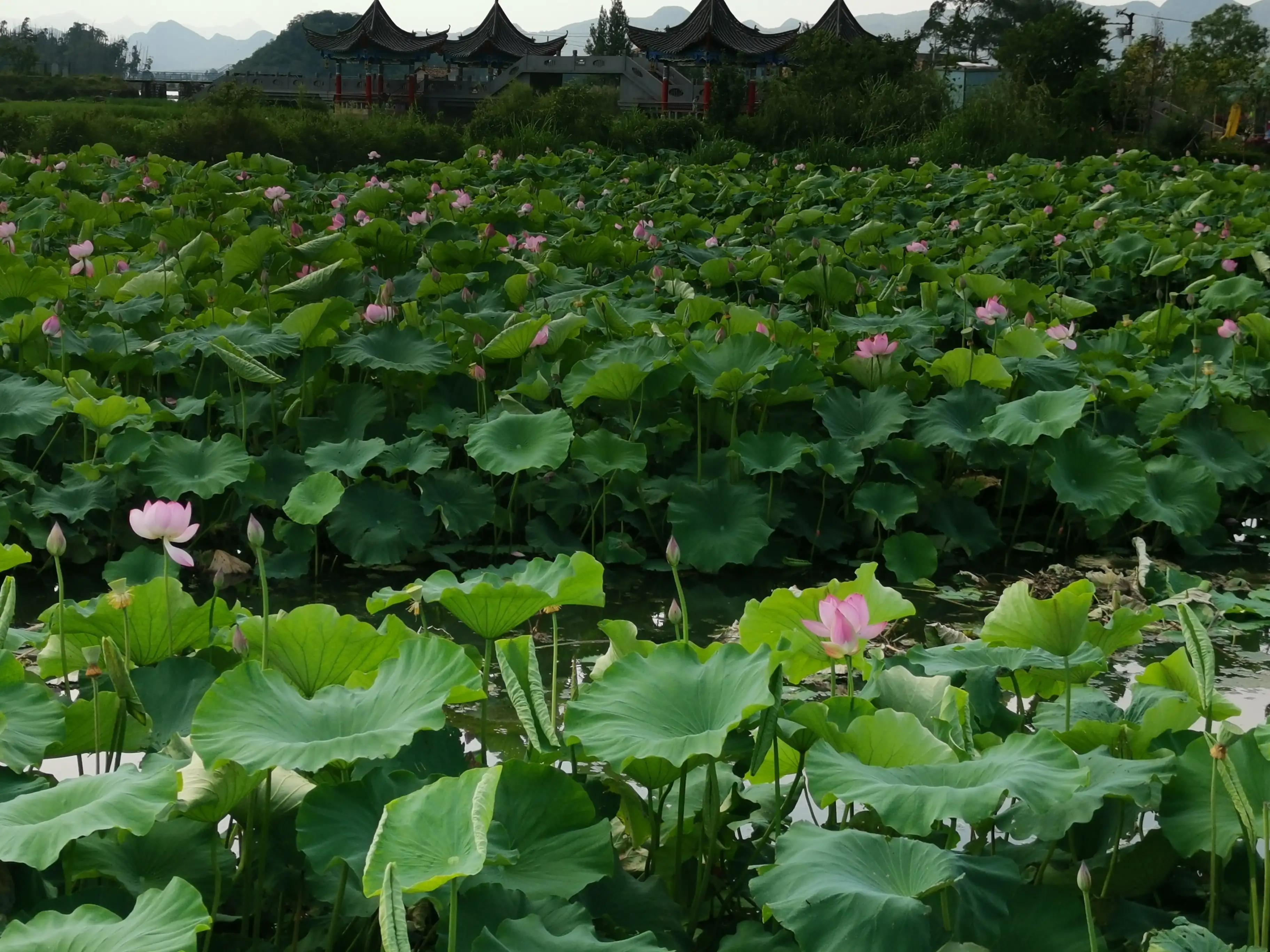 普者黑旅游攻略必去景点 普者黑旅游攻略