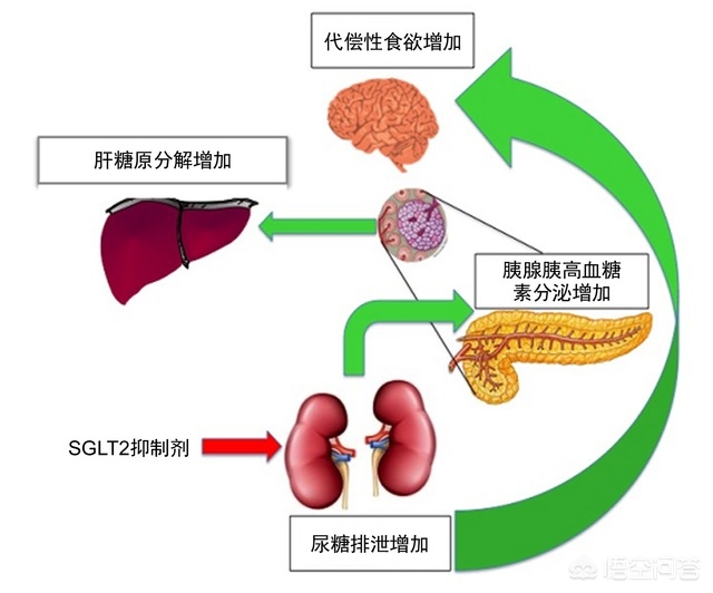 性腺激素是什么东西呢 雄性激素是什么