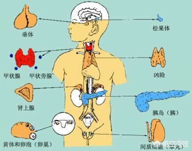 性腺激素是什么东西呢 雄性激素是什么