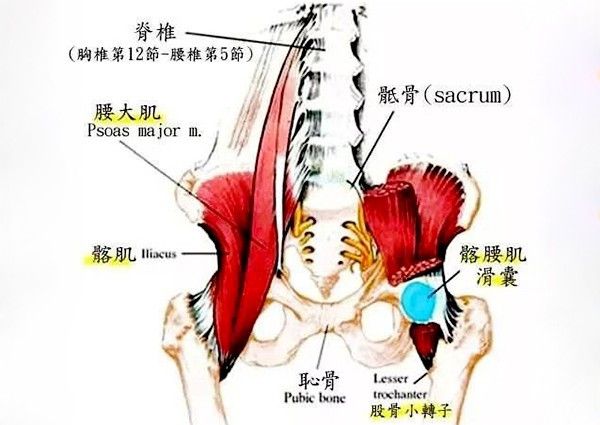 髂腰肌位置图片 髂腰肌的肌肉位置形态和起止点