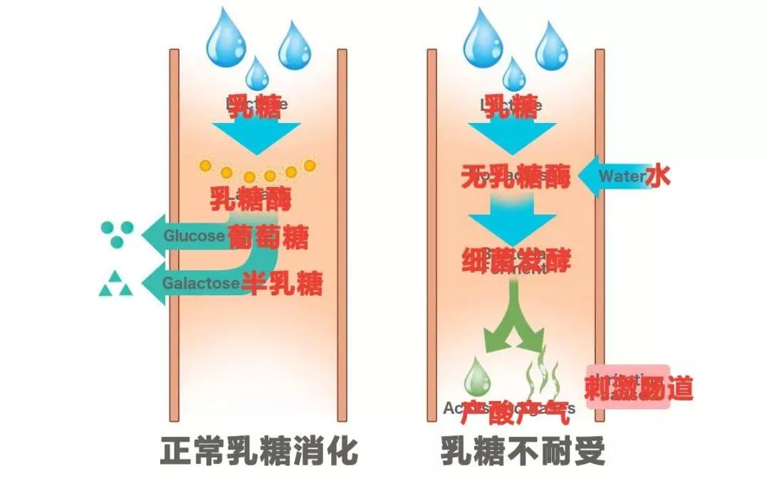 碱益生可以调理碱性体质吗_碱益生的功效作用_益生碱