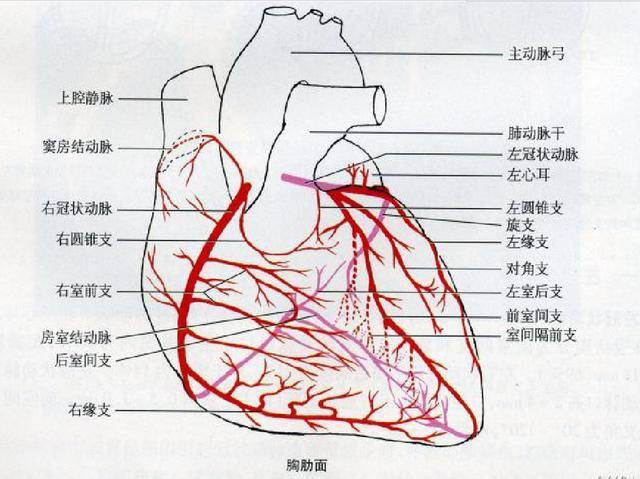 心尖搏动位置和范围_心尖搏动名词解释_心尖搏动