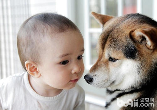 狗狗与孩子的一些不良举动有关，你知道吗？