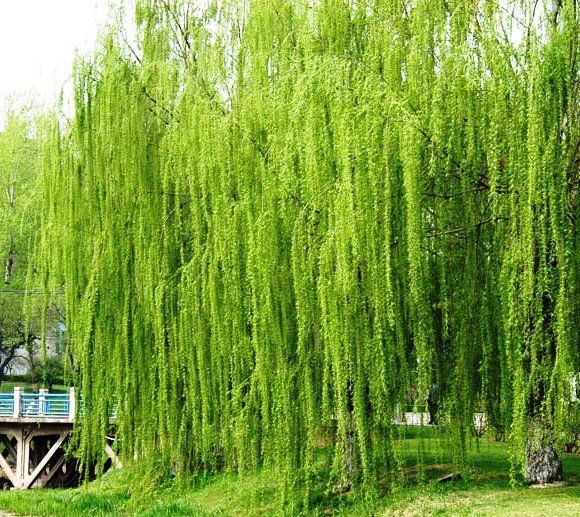 柳梢青 柳梢、柳条、柳枝如何区分?_柳梢