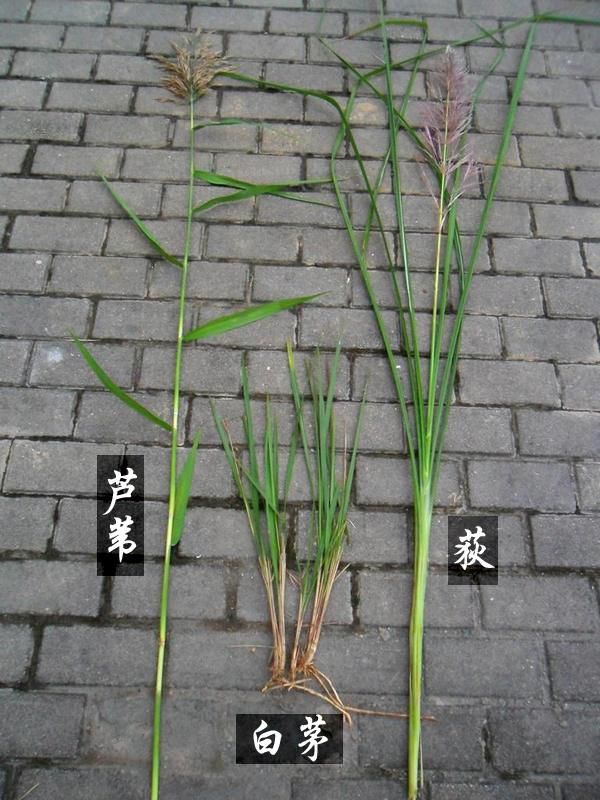 荻怎么读 荻苇的区别是什么?_荻