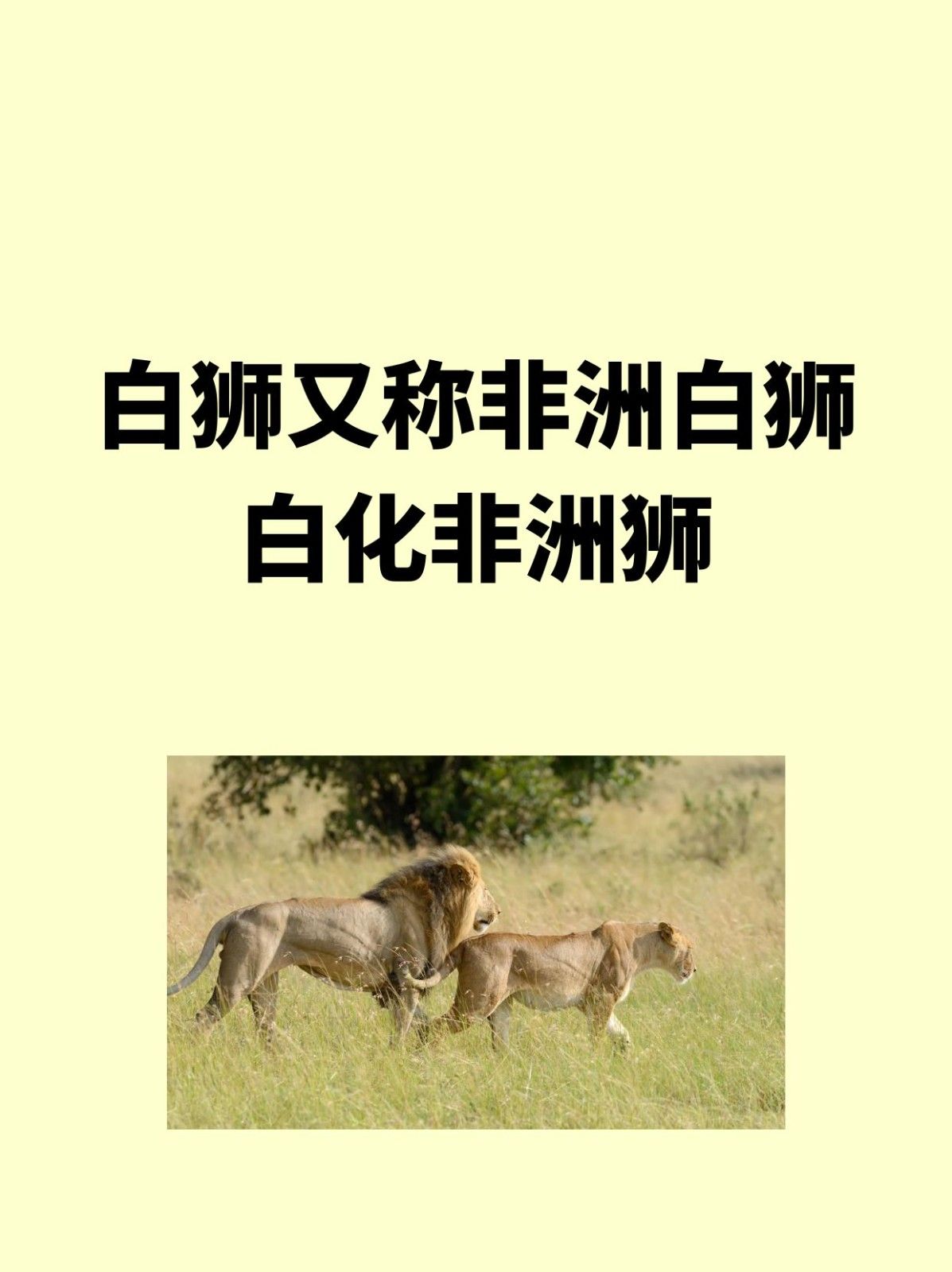 白狮吊孝的由来和寓意 舞狮 白狮代表什么_白狮