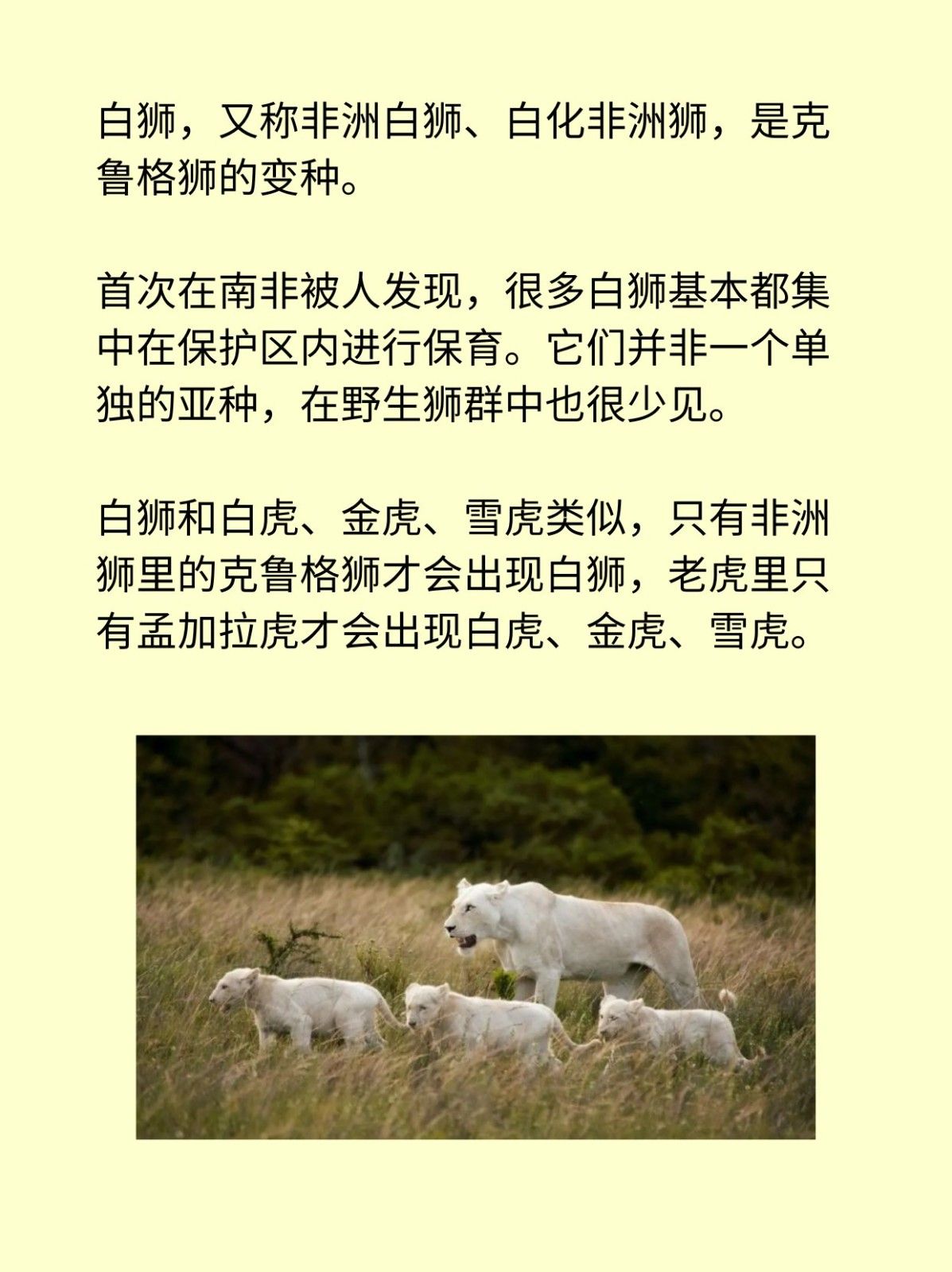 白狮吊孝的由来和寓意 舞狮 白狮代表什么_白狮