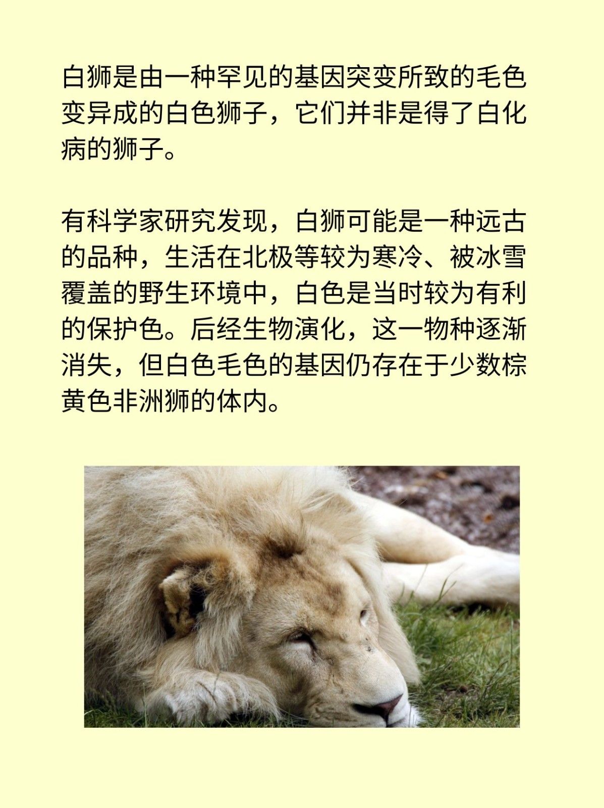 白狮吊孝的由来和寓意 舞狮 白狮代表什么_白狮