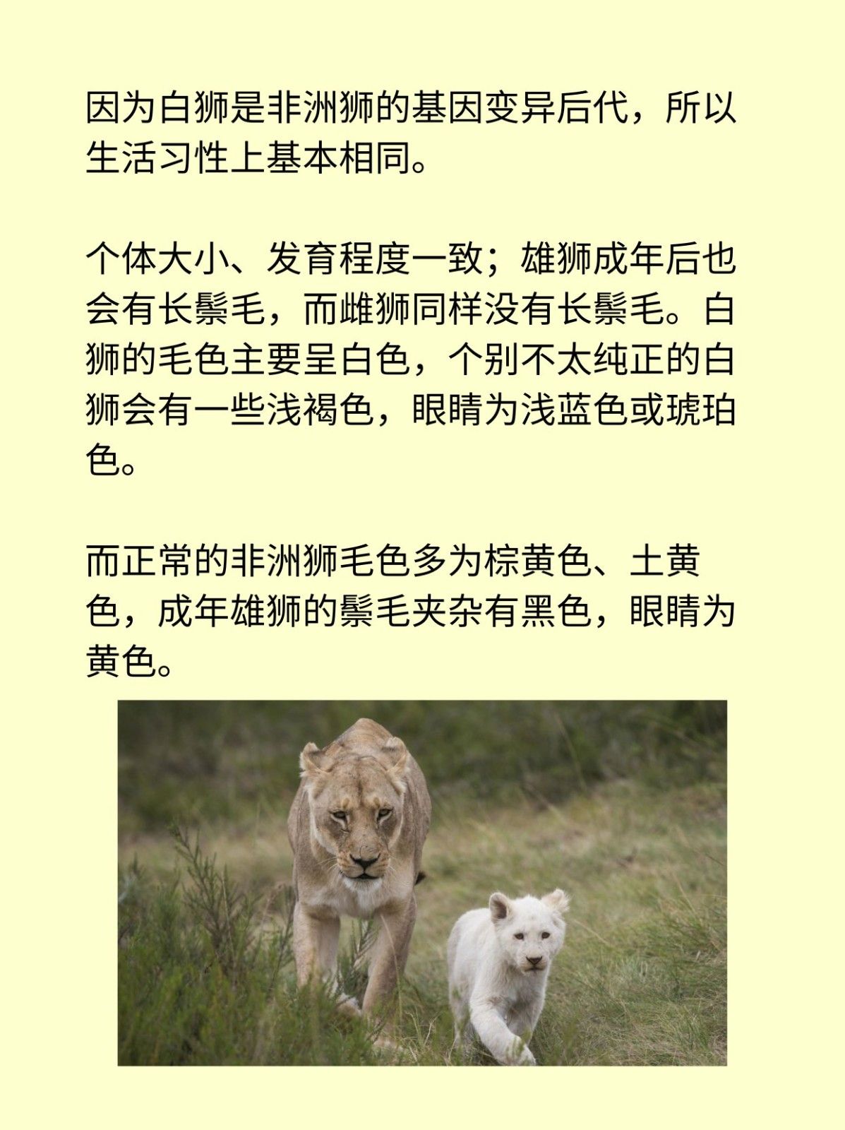 白狮吊孝的由来和寓意 舞狮 白狮代表什么_白狮