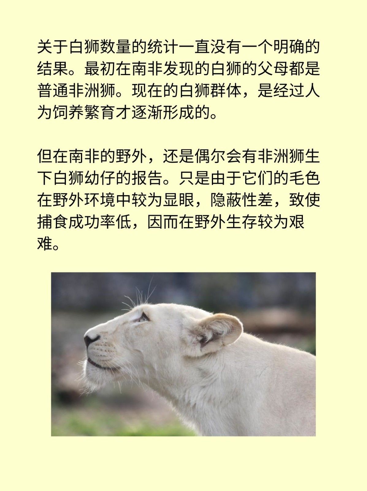 白狮吊孝的由来和寓意 舞狮 白狮代表什么_白狮